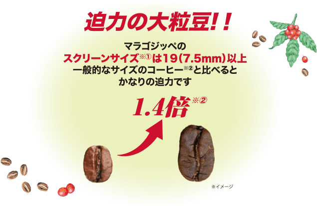 迫力の大粒豆!!マラゴジッベのスクリーンサイズ※①は19(7.Smm) 以上、一般的なサイズのコーヒー※②と比べるとかなりの迫力です